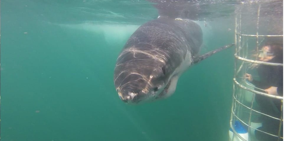 Best Cape Town Shark Cage Diving