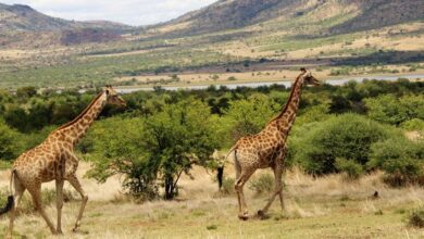 Best Johannesburg Safaris