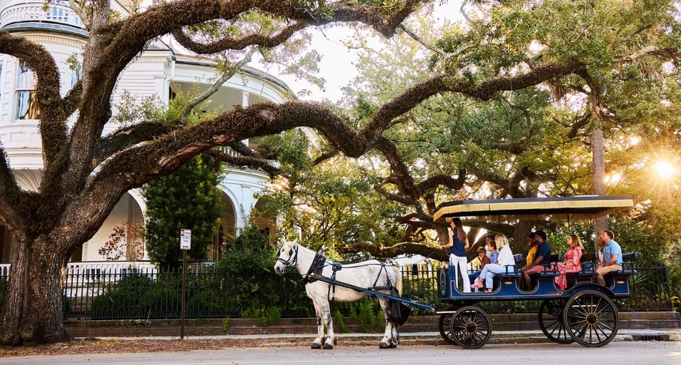 Best Charleston Horse Carriage Tours