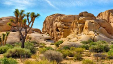 Best Joshua Tree National Park Tours