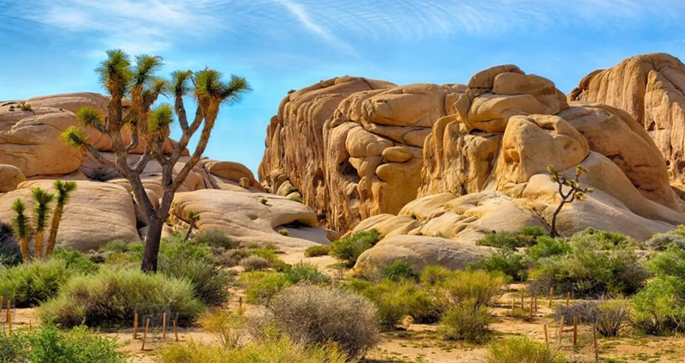 Best Joshua Tree National Park Tours