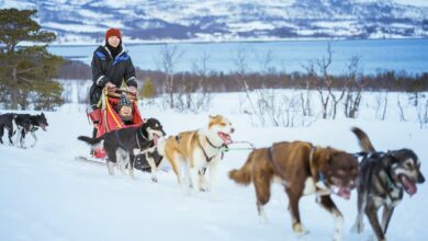 Best Anchorage Dog Sledding Tours