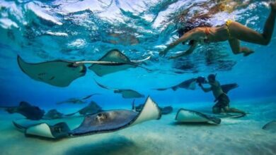 Best Grand Cayman Island Excursions