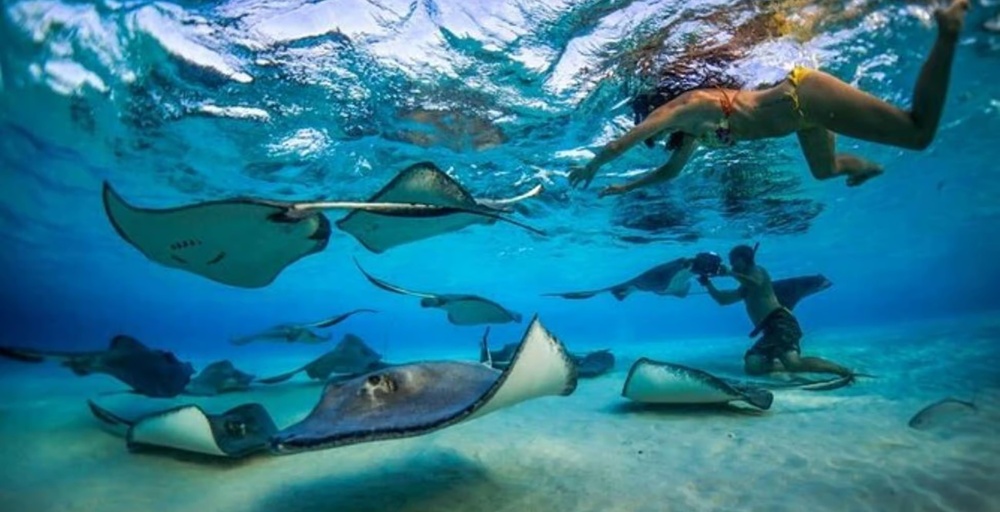 Best Grand Cayman Island Excursions
